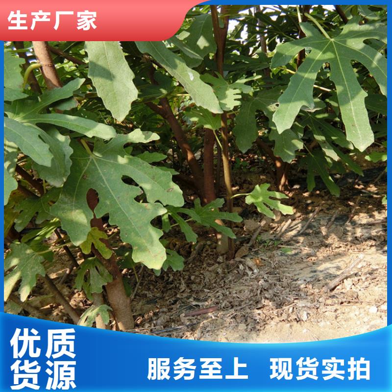 源頭廠家直供，無花果桃樹苗支持來圖定制，網絡銷售開啟新篇章